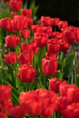 Red tulip in the garden on a floral background.