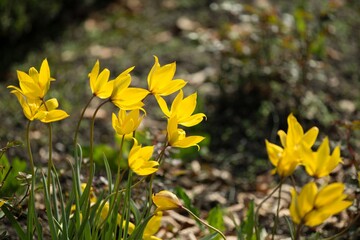 Fototapeta premium yellow flowers in the grass