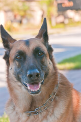 front view, close distance of a portrait of a german shepherd, dog, sitting and panting, with tongue, giving off body heat , to cool down
