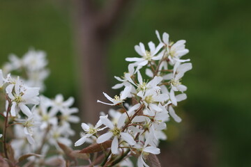 Blüte der Felsenbirne