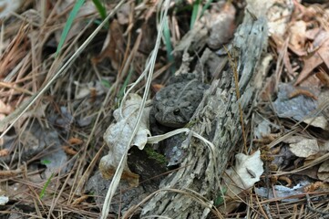 Natures camouflage