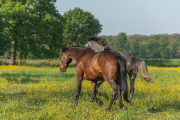 Obraz premium Horses in meadow flowering with golden bud.