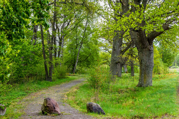 tree in the park