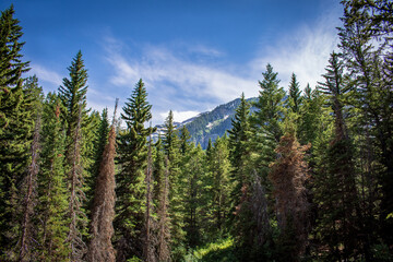 forest in the mountains