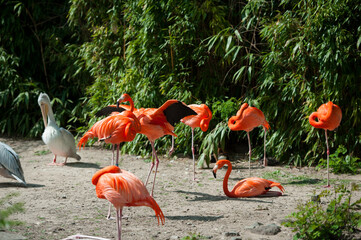 Chilean Flamingos Reflections, Pink flamingo birds