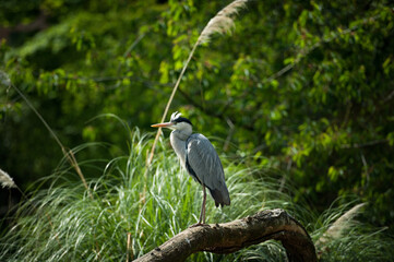 great blue heron ardea cinerea, Great Blue Heron stalking its prey, A Great Blue Heron standing in...