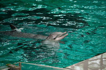 Fototapeta premium dolphin in the pool, dolphin in the water