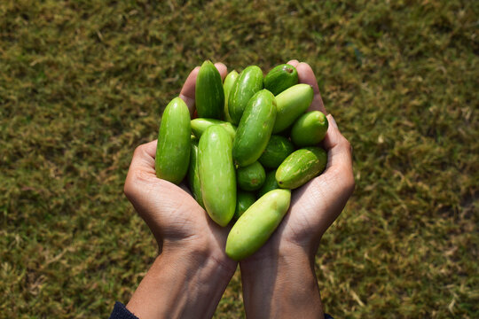 Female holding Ivy gourd or scarlet gourds known as Tindora or Ghola, green vegetables from tropical climate Indian Asian vegetables top view. Vegetables in basket