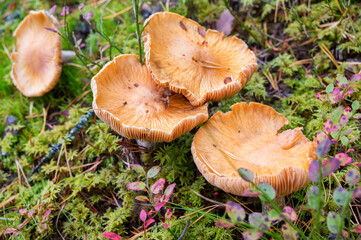 Hygrophoropsis aurantiaca or False chanterelle in coniferous forest