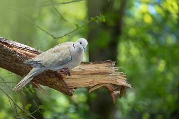 Pigeon bird in an ecological winter garden on natural background. Wildlife in nature. Netherlands.