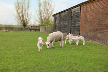 Fototapeta premium Beautiful sheep with cute lambs in farmyard