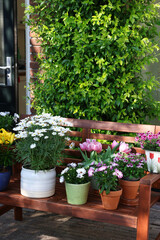 Many different beautiful blooming plants in flowerpots on wooden bench outdoors