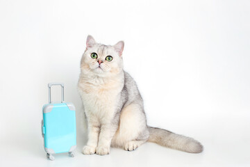 Cute white cat sits with a blue suitcase on a white background