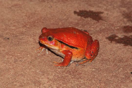 Crapeau rouge de Madagascar- Dyscophus antongilii