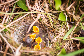 Young birds in nest, asking for food, cute and fragile animals.