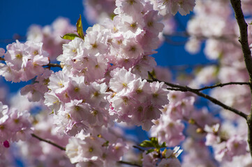 Close-up of sakura tree full in blooming pink flowers