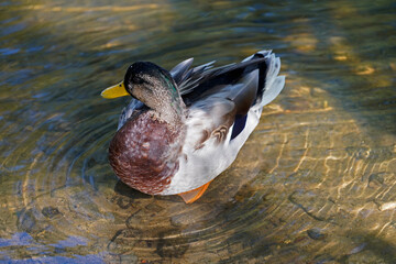 Mallard Lake Halle Saale 