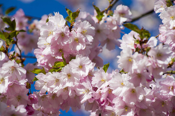Close-up of sakura tree full in blooming pink flowers