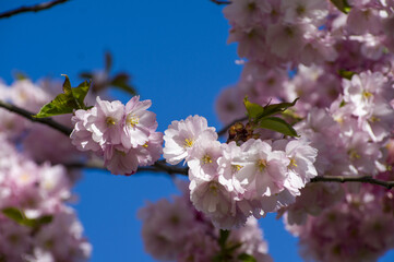 Close-up of sakura tree full in blooming pink flowers