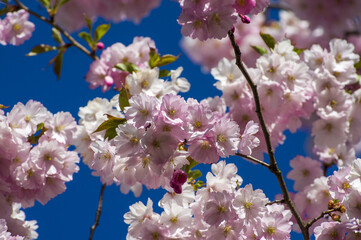 Close-up of sakura tree full in blooming pink flowers