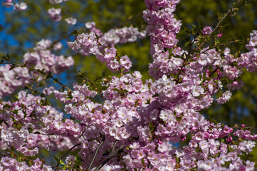 Close-up of sakura tree full in blooming pink flowers