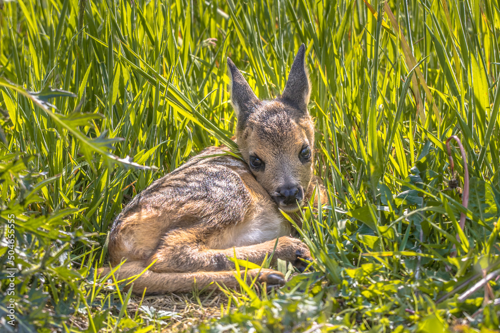 Poster baby roe deer