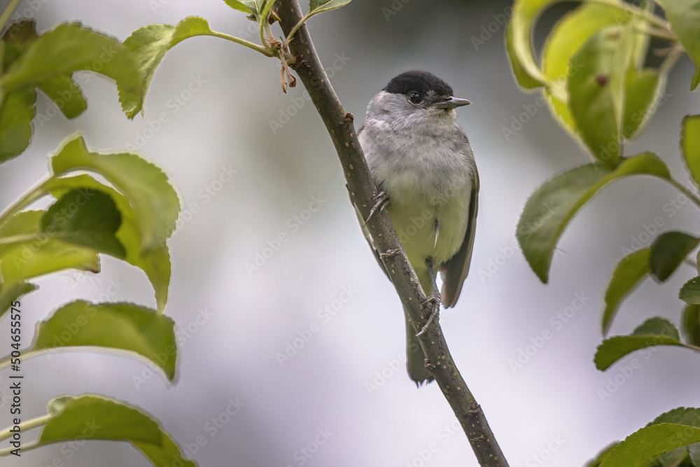 Wall mural Blackcap Male perched on Branch