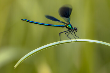 Banded demoiselle on green leaf