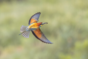 Bee Eater flying on blurred background