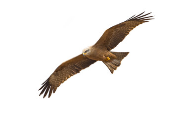 Black kite flying