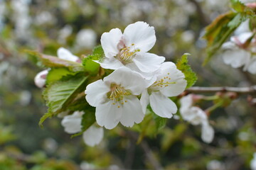 Obraz premium Blooming sakura tree branch in the botanical garden. Pink and white fruit tree flowers in the spring.