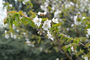 Blooming sakura tree  branch in the botanical garden. Pink and white fruit tree flowers in the spring.