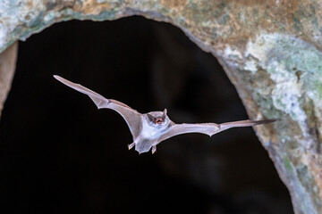 Long-fingered bat flying from cave