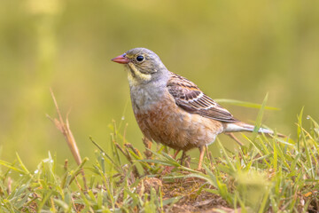 Ortolan Bunting Perched in Grass