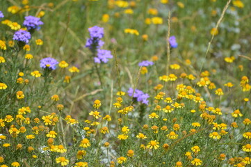 Yellow and purple wildflowers