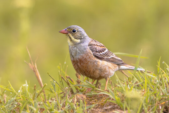 Ortolan Bunting Perched in Grass
