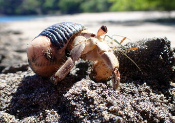 Costa Rica Pacific sea life