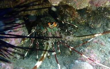 Costa Rica Pacific sea life