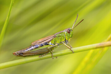 water meadow grasshopper female insect