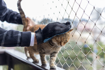 Brushing a striped cat with a grooming glove on a balcony railing with a protective net