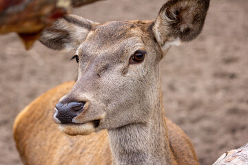 deer, animal, wildlife, mammal, nature, wild, brown, antelope, grass