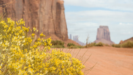 Monument valley flowers