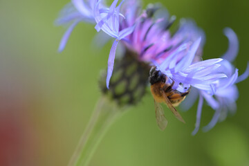 bee on a flower