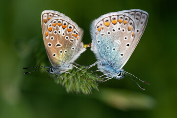 Obraz premium Polyommatus icarus - Common blue - Argus bleu - Azuré commun