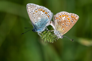 Polyommatus icarus - Common blue - Argus bleu - Azuré commun