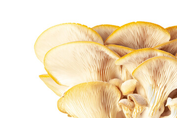 oyster mushroom close up isolated on white background