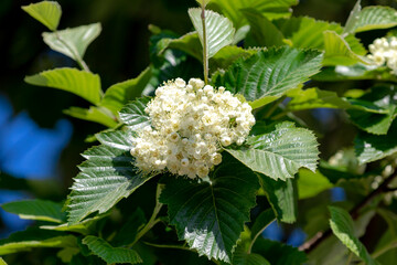 Selective focus of white flower Sorbus aria on the tree with green leaves, The whitebeams are members of the family Rosaceae, Comprising subgenus Aria of genus Sorbus, Nature floral background. - obrazy, fototapety, plakaty