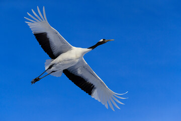 丹頂鶴 ,crane