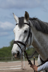 Obraz premium Portrait of white horse