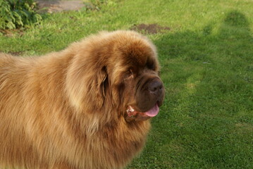 Fototapeta premium Portrait brown Newfoundland dog